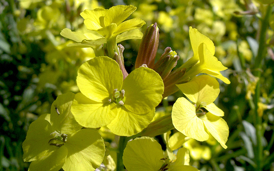 Duft-Schöterich (Duft-Goldlack) (Pflanze)