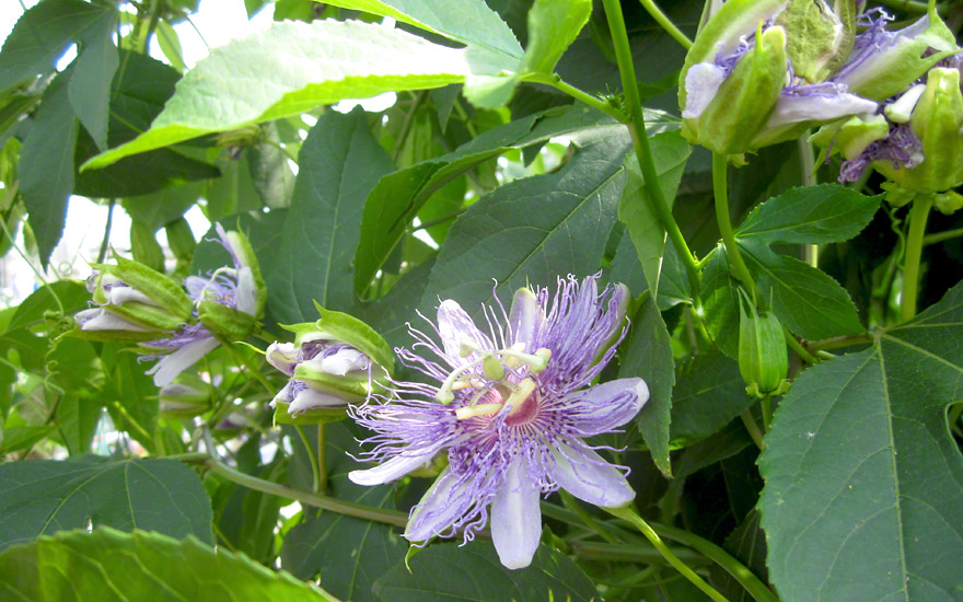 Passiflora edulis forma edulis 20-500 Samen Passionsblume Passionflower 