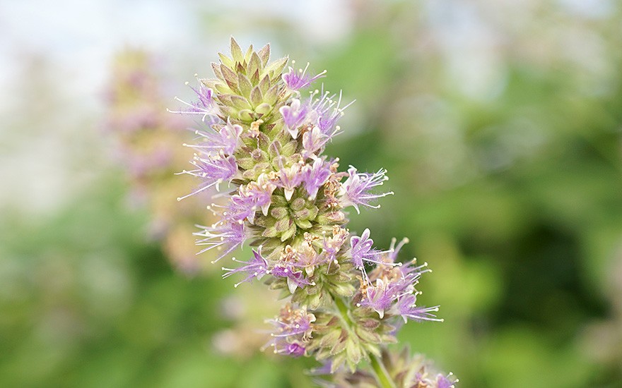 Indisches Patchouli, Wildform (Pflanze)