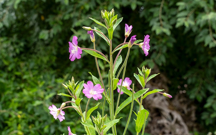 Zottiges Weidenröschen (Pflanze)