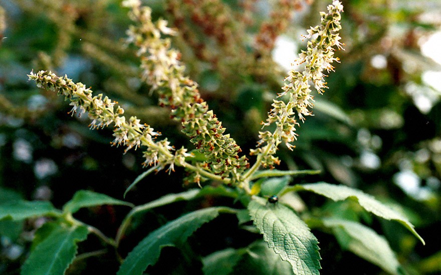 Ostindisches Baumbasilikum (Pflanze)
