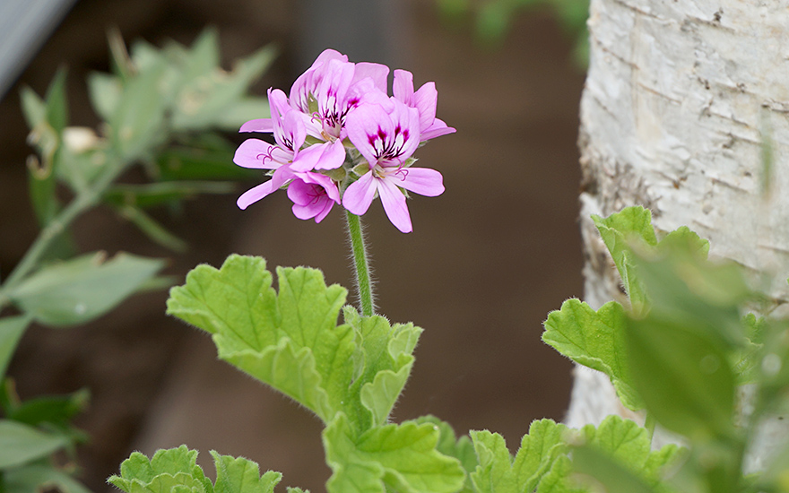 Rosengeranie 'Bourbon' (Pflanze)