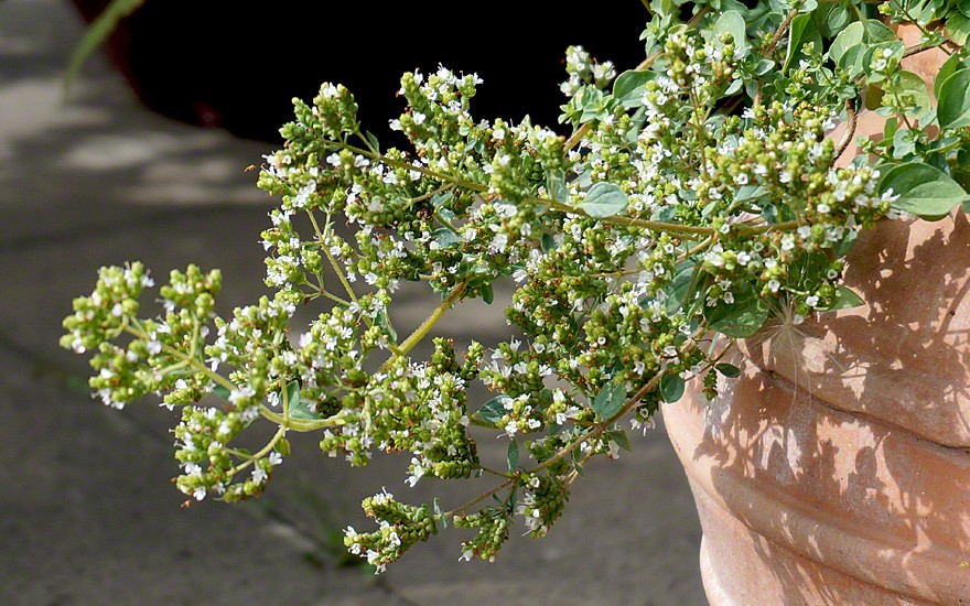 Kretischer Oregano (Pflanze)