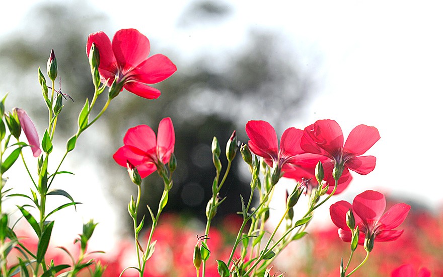 Roter Lein (Saatgut)