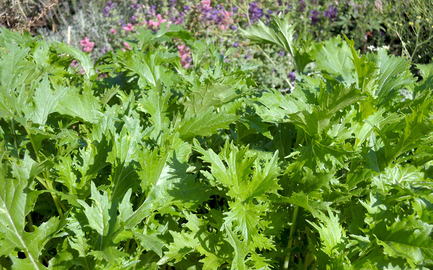 Liebstckel Verwendung Wirkung Und Anbau