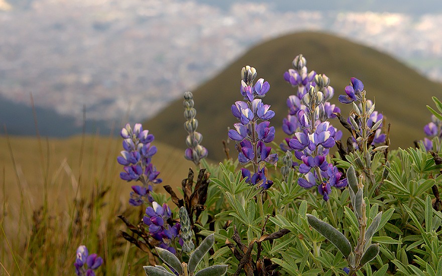 Anden-Lupine (Saatgut)