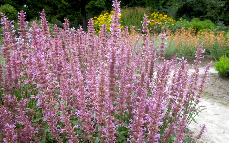 Agastache 'Apache Sunset' (Saatgut)