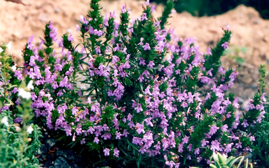 Bergbohnenkraut, violett (Saatgut)