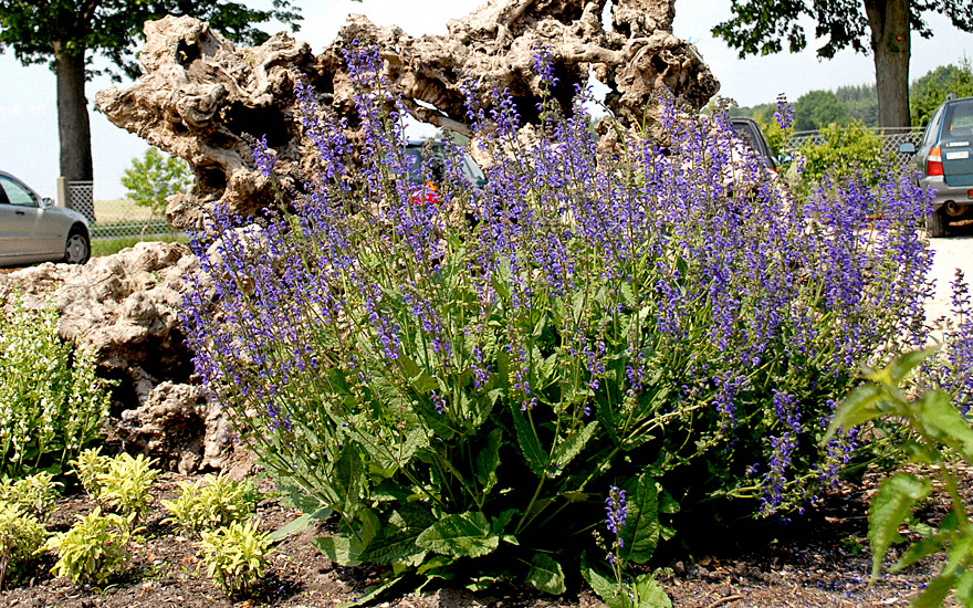 Wiesensalbei (Saatgut)