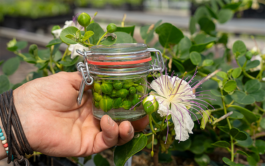 Echter Kapernstrauch (Pflanze)