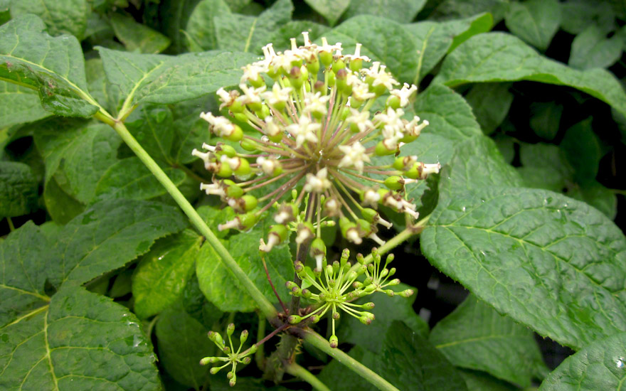 Sibirischer Ginseng (Pflanze)