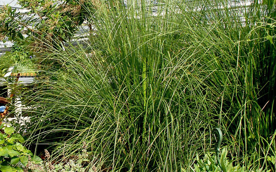 Vetiver (Pflanze)