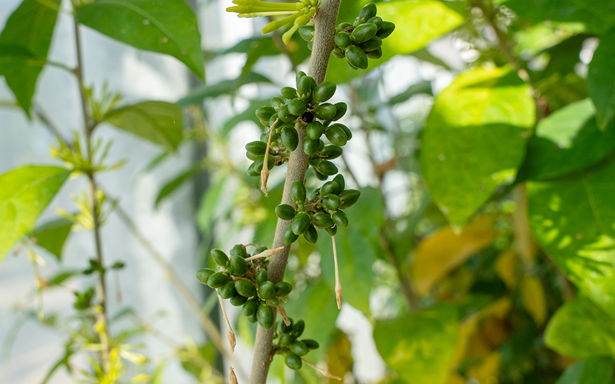 Bitawiri, Bitterblatt (Pflanze)