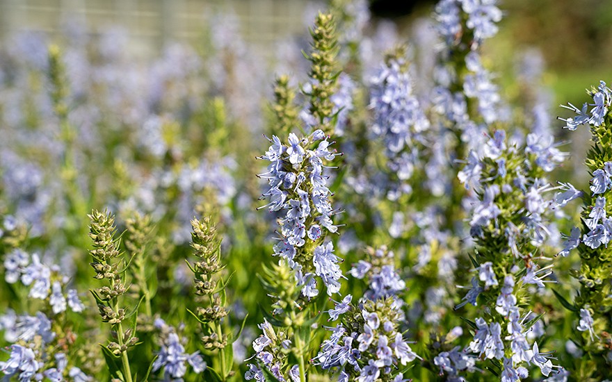 Ysop, himmelblau (Pflanze)