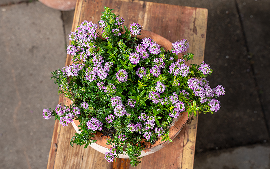 Französischer Polsterthymian (Pflanze)