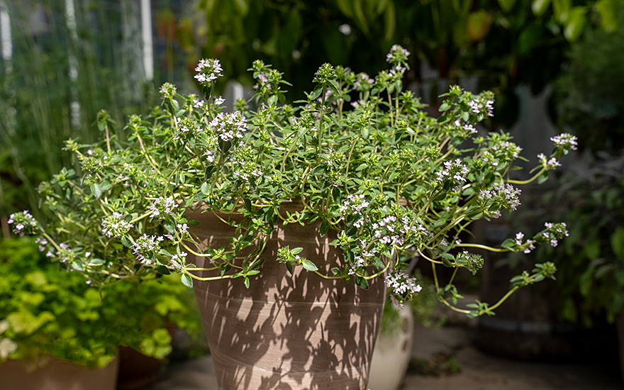 Thymian 'Summerdreams®' Rose (Pflanze)
