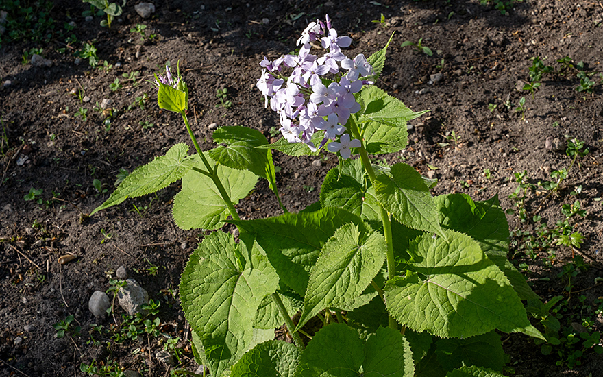 Mondviole (Saatgut)