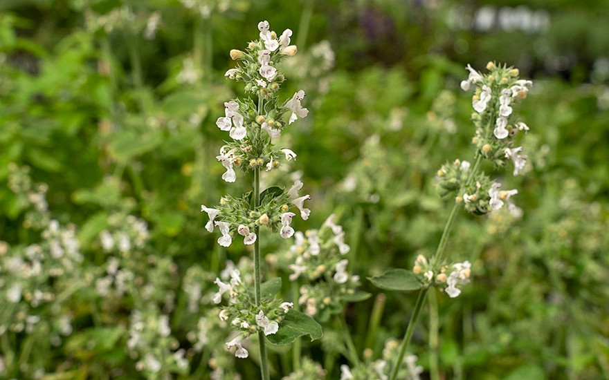 Weiße Melisse (Pflanze)