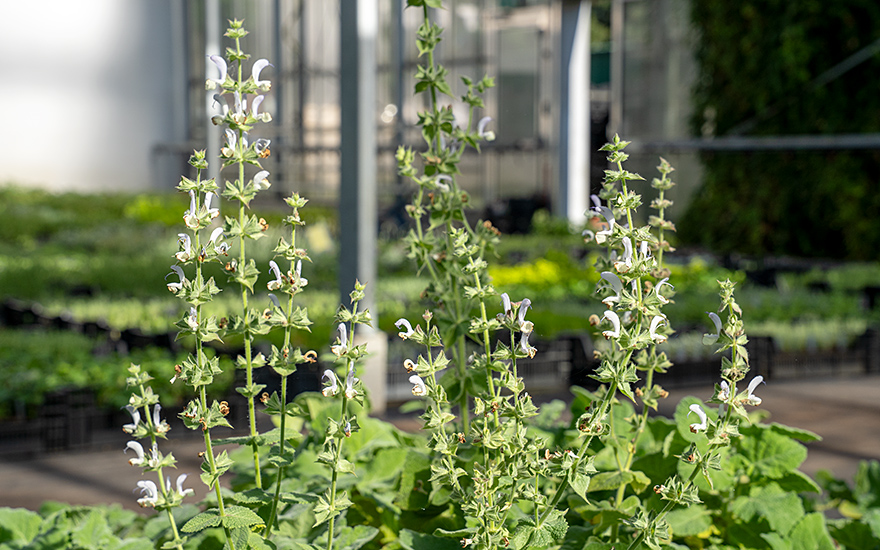 Sardischer Salbei (Pflanze)