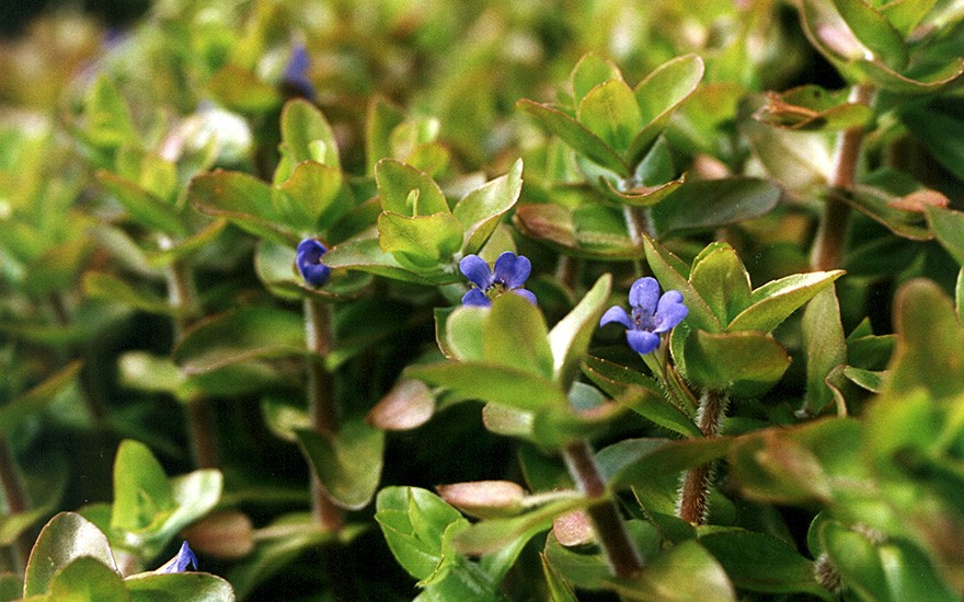 Lemon-Bacopa (Pflanze)