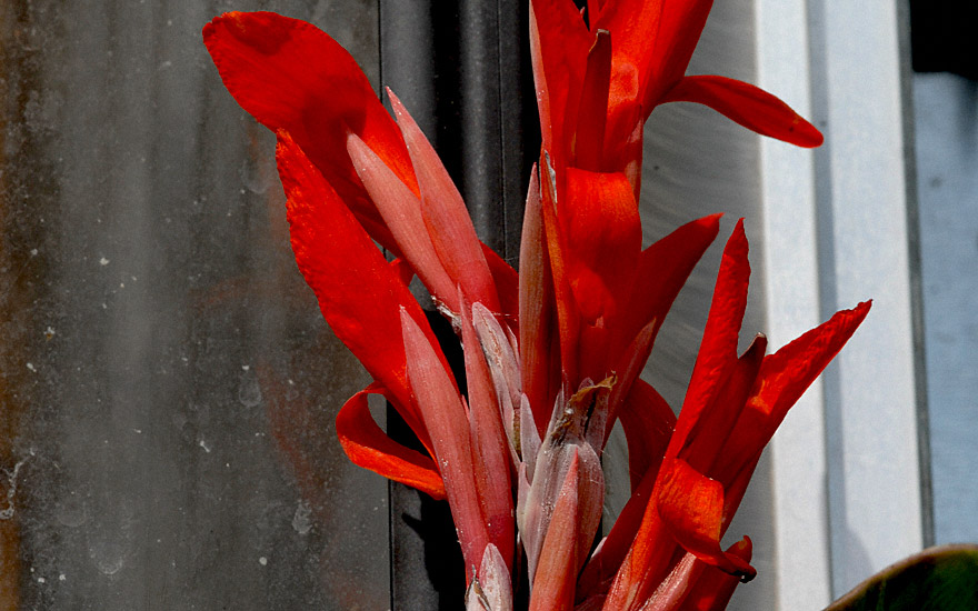 Australische Canna (Pflanze)