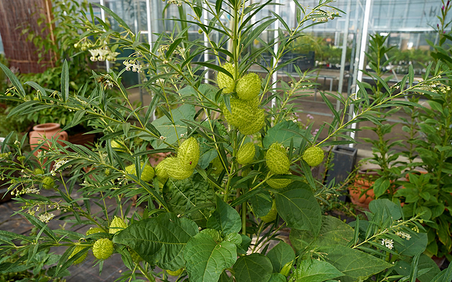 Baumwoll-Seidenpflanze (Saatgut)