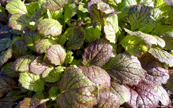 heimische wildblumenwiese saatgut Heimische Wildblumen  9 Packungen  My Cottage Garden