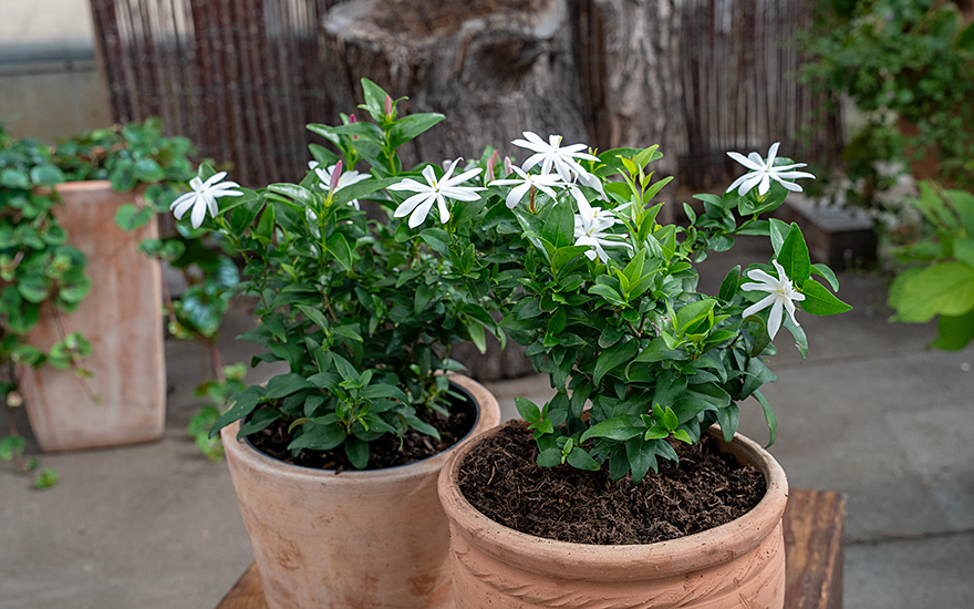 Thai-Jasmin (Pflanze)