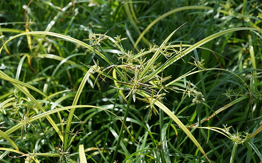 Nagarmotha-Gras (Pflanze)