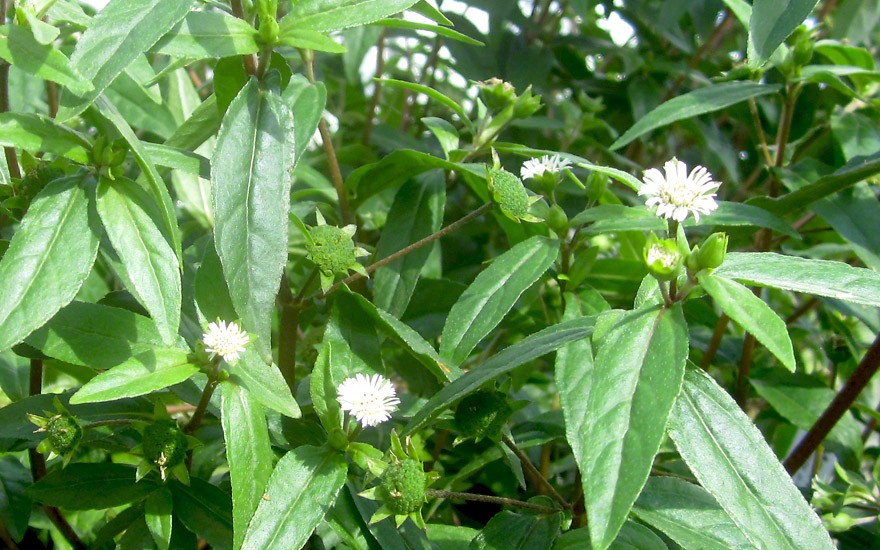 Mo-Han-Lian (Pflanze)
