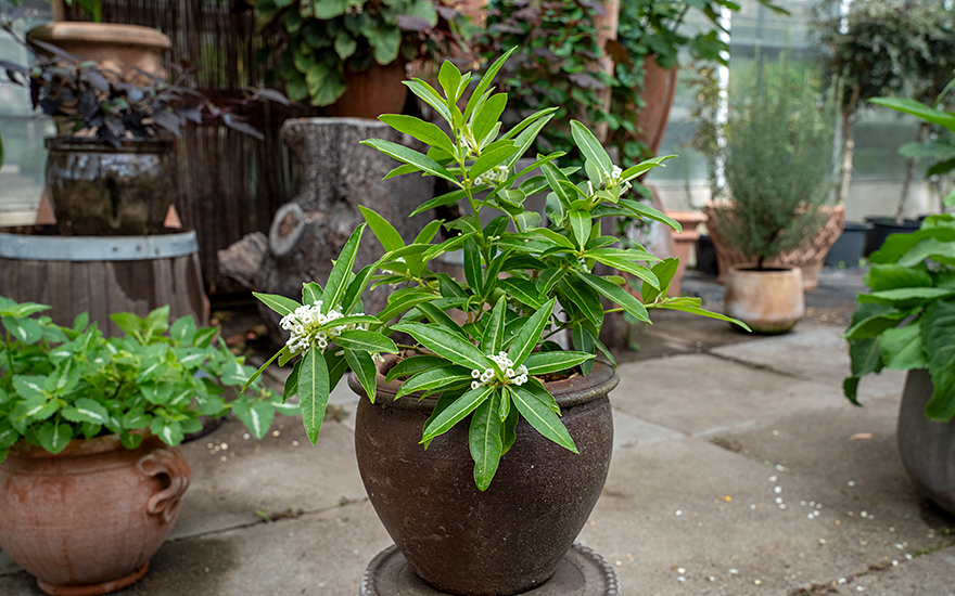 Schokoladen-Jasmin (Pflanze)