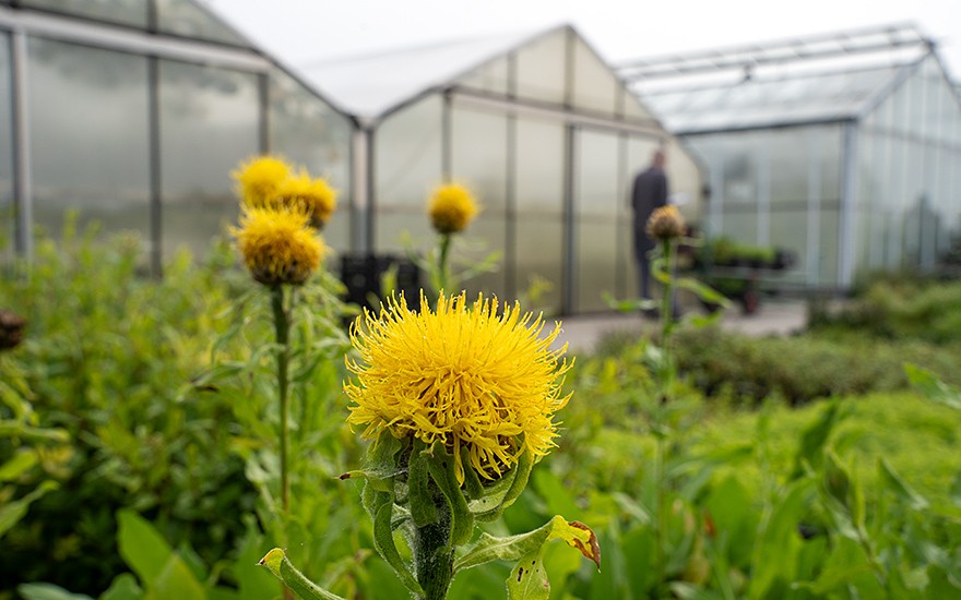 Riesen-Flockenblume (Saatgut)