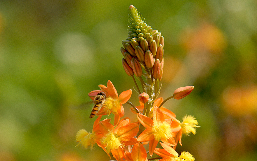 Bulbine, Katzenschwanzpflanze (Pflanze)