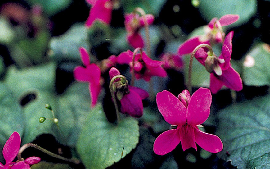 Duftveilchen, rot blühend (Saatgut)