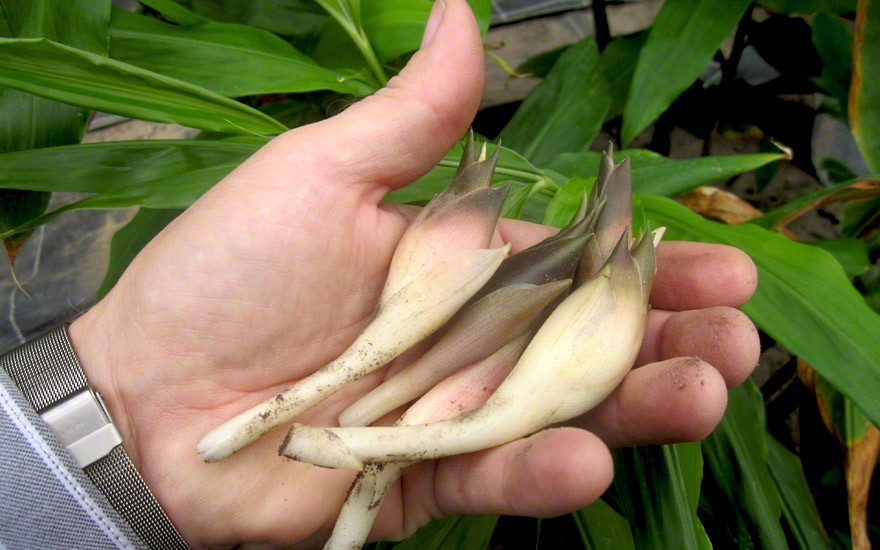 Japanischer Ingwer (Myoga) (Pflanze)