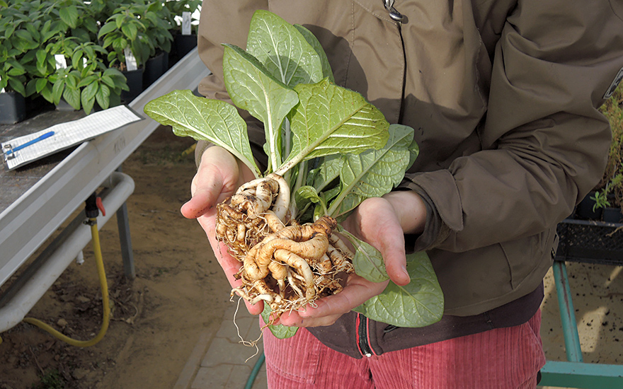 Alraune, herbstblühend (Saatgut)