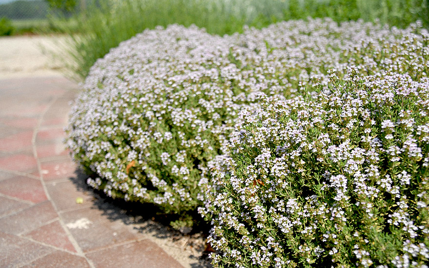 ZwergThymian (Pflanze) Thymus vulgaris Thymian