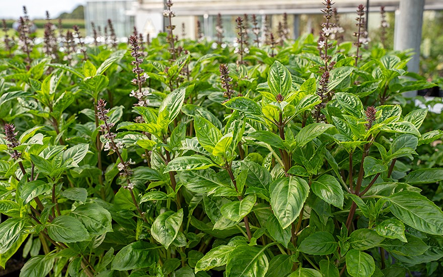 Strauchbasilikum 'Karpathos' (Saatgut)