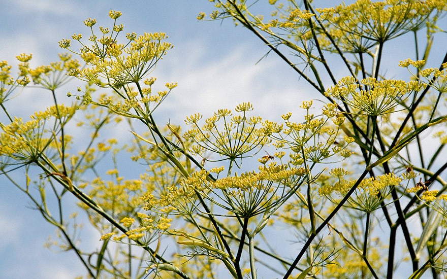 Gewürzfenchel 'Berfena' (Saatgut)