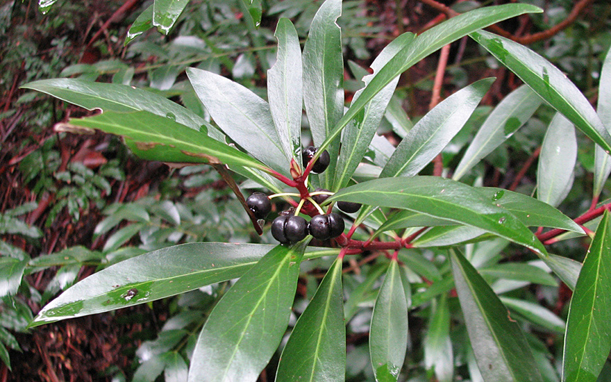 Tasmanischer Bergpfeffer, weiblich (Pflanze)