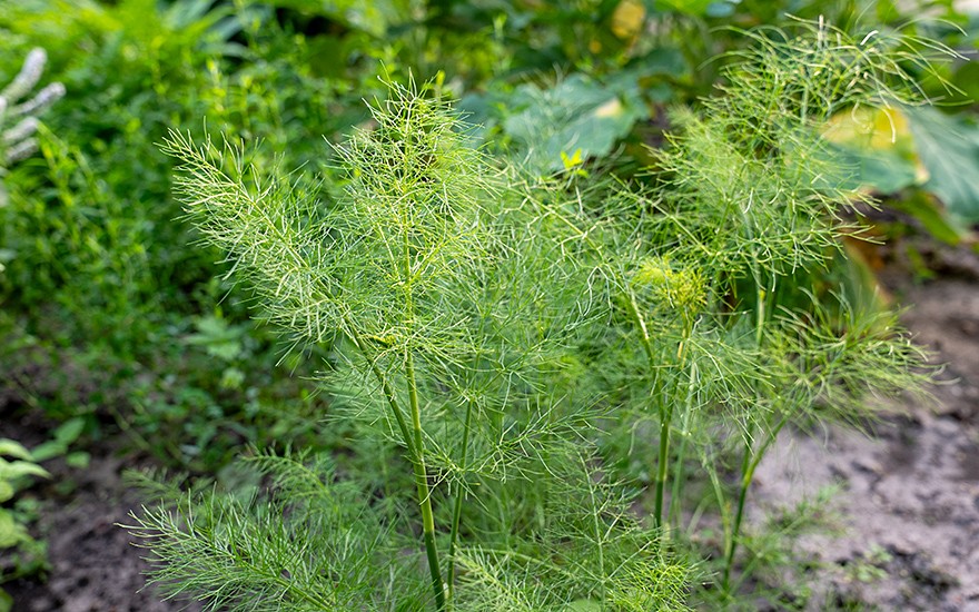 Pfeffer-Fenchel (Saatgut)