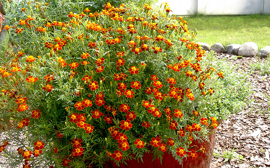 Gewürztagetes, rot blühend (Saatgut)