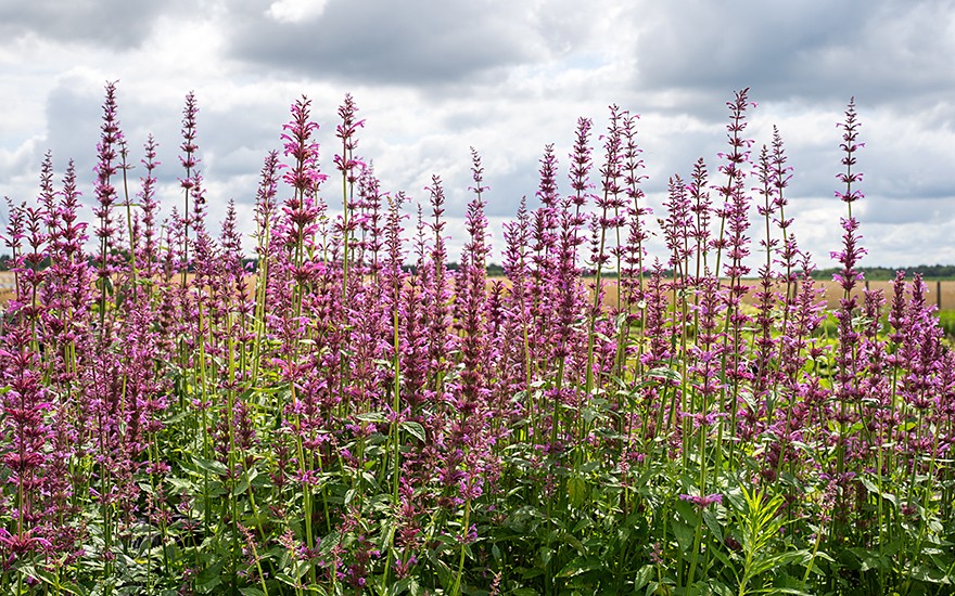 Zitronenagastache (Saatgut)