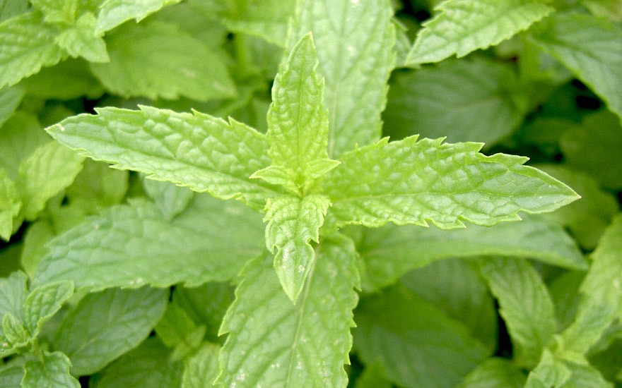 Spearmint (Pflanze)