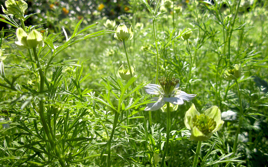 Schwarzkümmel (Saatgut)