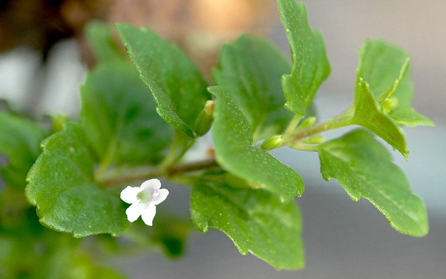 Yerba Buena (Pflanze)