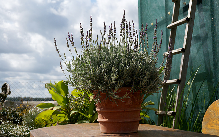 Lavendel &#039;Goodwin Creek&#039; (Pflanze)