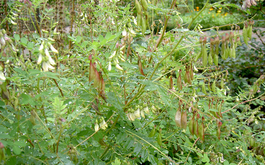 Astragalus membranaceus mongholicus 1000 Samen Chinesischer Tragant Selten