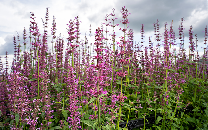 Zitronenagastache (Pflanze)