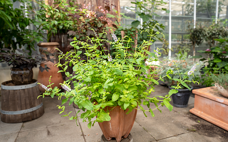 Eukalyptus-Minze (Pflanze)